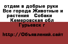 отдам в добрые руки - Все города Животные и растения » Собаки   . Кемеровская обл.,Гурьевск г.